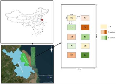 Nitrogen and phosphorus additions alter soil N transformations in a Metasequoia glyptostroboides plantation